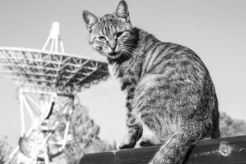 Jeziorko na terenie Obserwatorium Astronomiczne UMK i przyjazny kot. Radioteleskopy.
 - obrazy, fototapety, plakaty