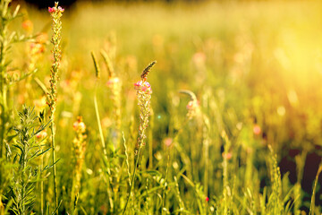 Wildflowers on a flowering field in summer on a sunny day. The effect of boke, flash, light and the rays of the sun. Texture and background. Flowers and field. Space for text.