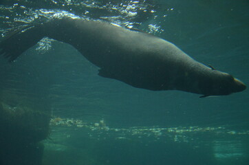 Obraz premium Harbor seal (Phoca vitulina) in Frankfurt zoo