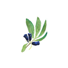 Honeysuckle with blue berries and leaves isolated on white background. Watercolor hand drawing illustration. Loncera edulis or honeyberry. Perfect for card, poster, cover, decoration summer food.