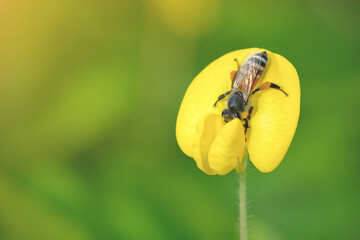 Close up View of a bee on yellow flower with blurred background. Bees fly to find nectar on the flowers(Pinto peanut) in the garden.