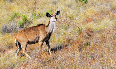 Nyala im Mountain Zebra Nationalpark