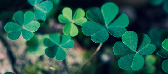 Green clover leaf isolated on white background. with three-leaved shamrocks. St. Patrick's day...