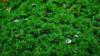 green vegetation fyto plankton on water