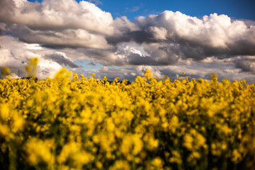 yellow field of rapeseed field with blue cloudy sky in spring time