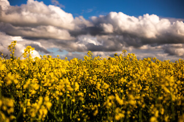 yellow field of rapeseed field with blue cloudy sky in spring time