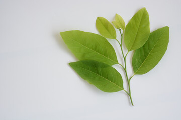 green leaves on white background