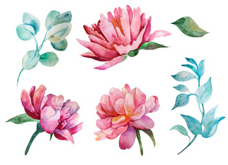 hand painted floral elements set watercolor botanical illustration