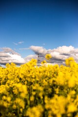yellow field of rapeseed field with blue cloudy sky in spring time