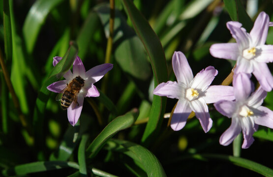 A honey bee drinking nectar from a pink flower of Chionodoxa forbesii (Forbes' glory-of-the-snow)