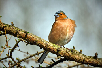 Buchfink ( Fringilla coelebs ).