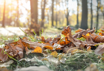 Scenic misty morning autumn forest oak foliage foreground landscape. November warm fall season nature dry wood leaves background. Backlit golden sunshine tree trunks on backdrop