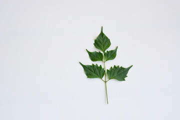 green leaves on white background