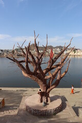 lonely tree on the beach