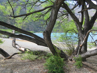 Fototapeta na wymiar branches in the Lago Puelo National Park, Patagonia, Argentina, December