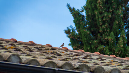 Passero sul tetto di una casa di campagna