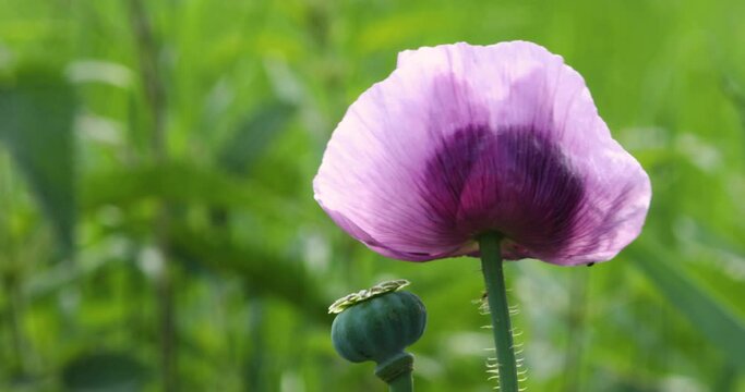 Closeup video of purple Opium Poppy blossom and bud moved by the wind