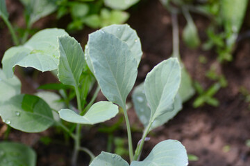 green plant in garden 