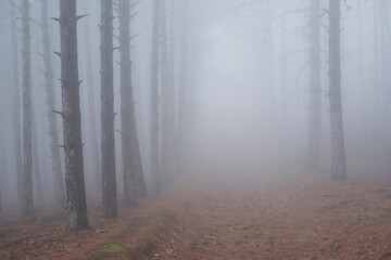 Obraz premium An old road through a pine forest in a dense fog