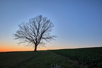 Eine einzeln stehende Eiche ( Quercus ) auf einem Feld im Sonnenuntergang.