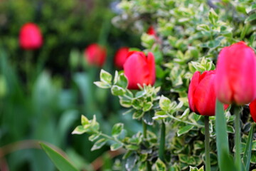 Ogrodnik kwiaty. Czerwony tulipan