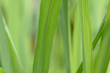 close up and macro green leave grass