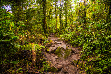 Beautiful view of the impenetrable jungle on the volcano Tenorio