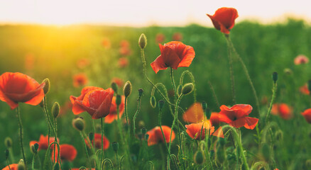 The blooming poppy flowers in the field