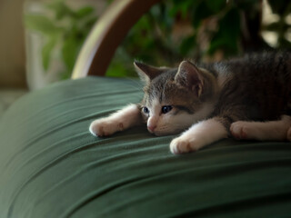 Naklejka premium もの思いの子ネコ