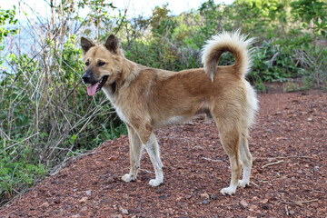 This Thai breed dog is a dog that likes to run as a tourist companion in Ko Lan, Chon Buri, Thailand.