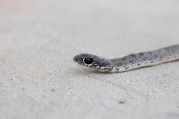  Young gray-brown snake, top view and side view, close-up. Black eyes of a snake. Snake venom prey