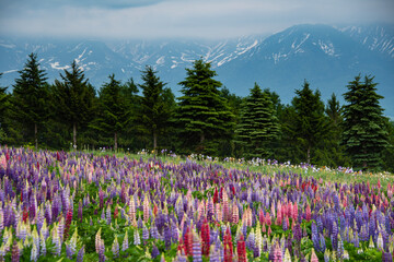 6月のルピナスの咲く上富良野