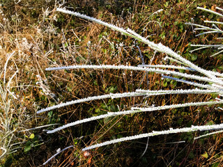 Long green grass in the forest, covered with hoarfrost.