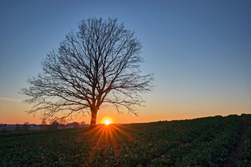 Eine einzeln stehende Eiche ( Quercus ) auf einem Feld im Sonnenuntergang.