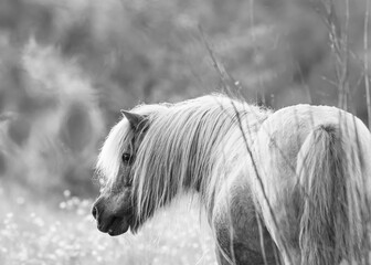 Fototapeta na wymiar artistic portrait of a dwarf horse in black and white grey scale selective focus background blur