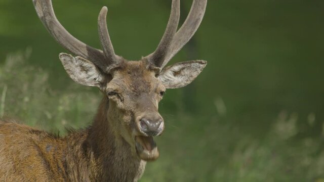deer eating grass