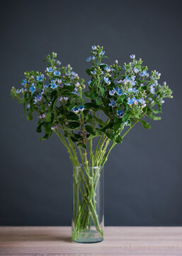 Beautiful bouquet of blue flowers. Oxypetalum coeruleum or Tweedia caerulea. Flowers in a transparent glass vase on a wooden tabletop on a dark background.
