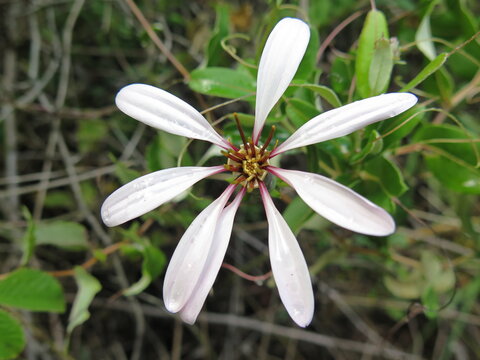 a Mutisia speciosa in the Lago Puelo National Park, Patagonia, Argentina, December