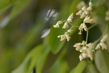 branch of a blossoming tree