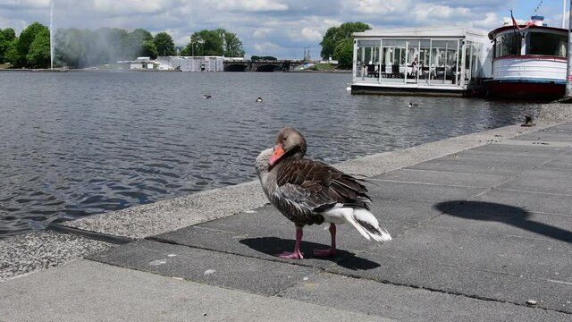 Hamburg Germany, Inner Alster: Duck prowls the plumage
