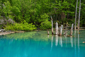 6月の青の池のリフレ