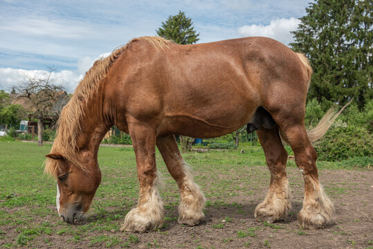 Draft horse in a pasture in a village in France