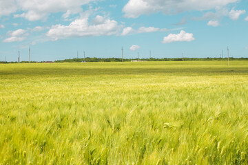 Beautiful wheat field and sunrise on a blue sky. Golden wheat field with blue sky in background. Beautifully landscape