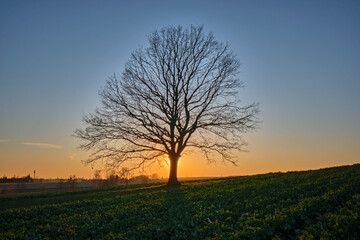 Fototapeta na wymiar Eine einzeln stehende Eiche ( Quercus ) auf einem Feld im Sonnenuntergang.