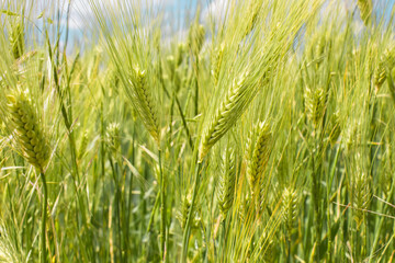 Beautiful wheat field and sunrise on a blue sky. Golden wheat field with blue sky in background. Beautifully landscape