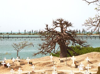 Baobab et cimetière Joal Fadiouh Sénégal