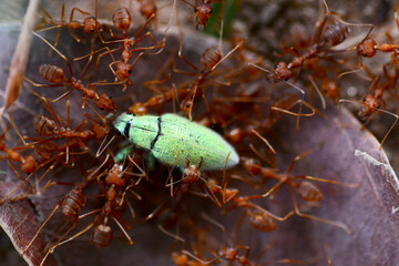 Grasshoppers eaten by ants
