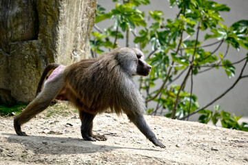 Hamadryas baboon (Papio hamadryas) walking on ground and seen from profile