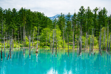 6月の青の池のリフレ