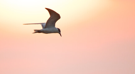 Fototapeta na wymiar Photo of a bird in flight at sunset 